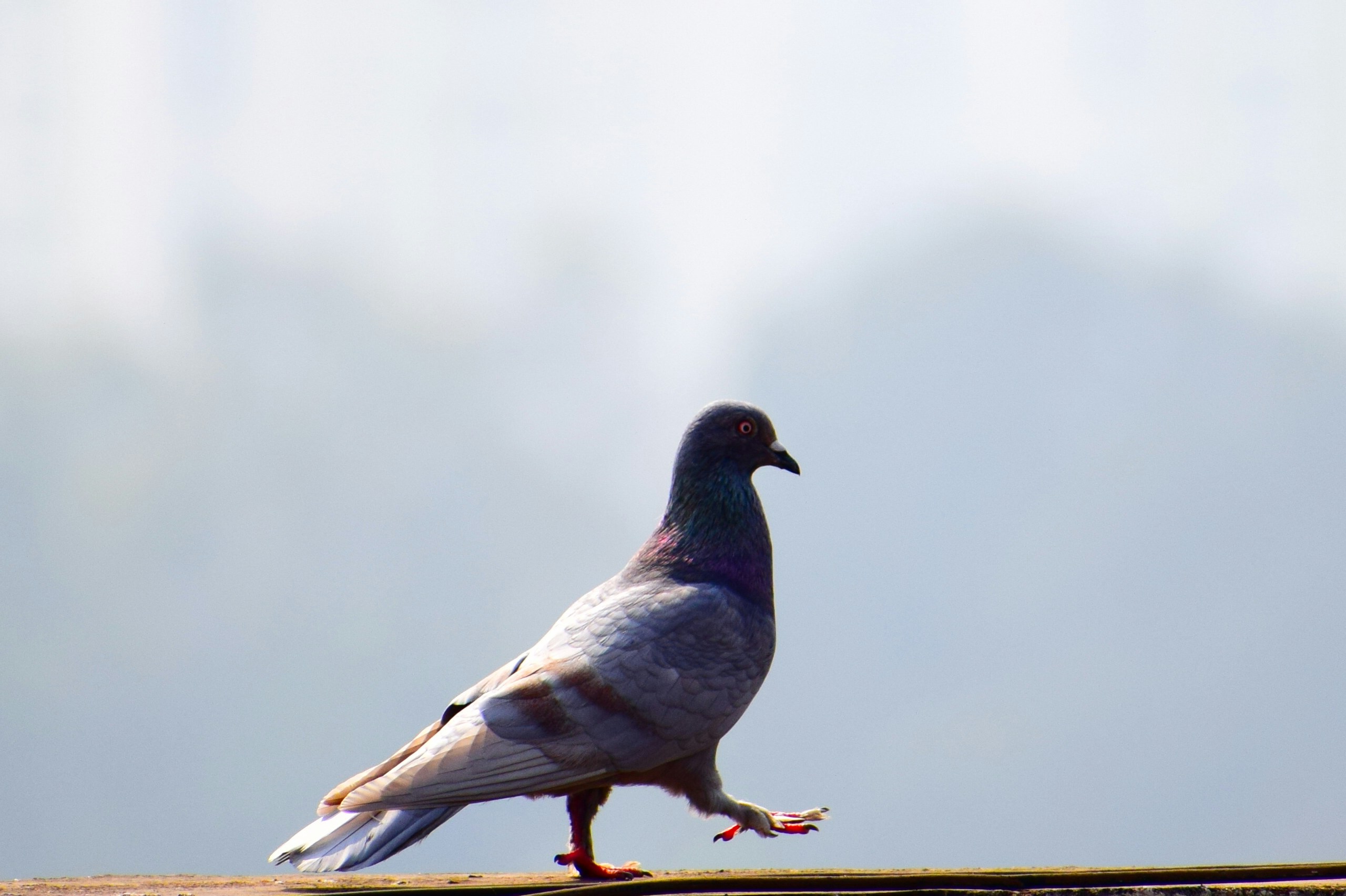 A normal sized pigeon